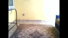Играть Что за деликатессенсио.3gp