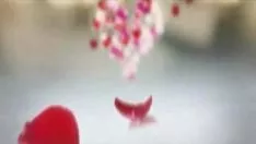 চালান কালো মারিয়া; ভ্যালেন্টাইন্স ডে চিন্তা & কালো মারিয়া দেখুন; ভালোবাসা দিবসের জন্য অস্বাভাবিক চিন্তা[1]