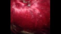 Reproduzir Crop.973cd6ba-67b0-46f8-a25c-bc40ee005fc2.mov